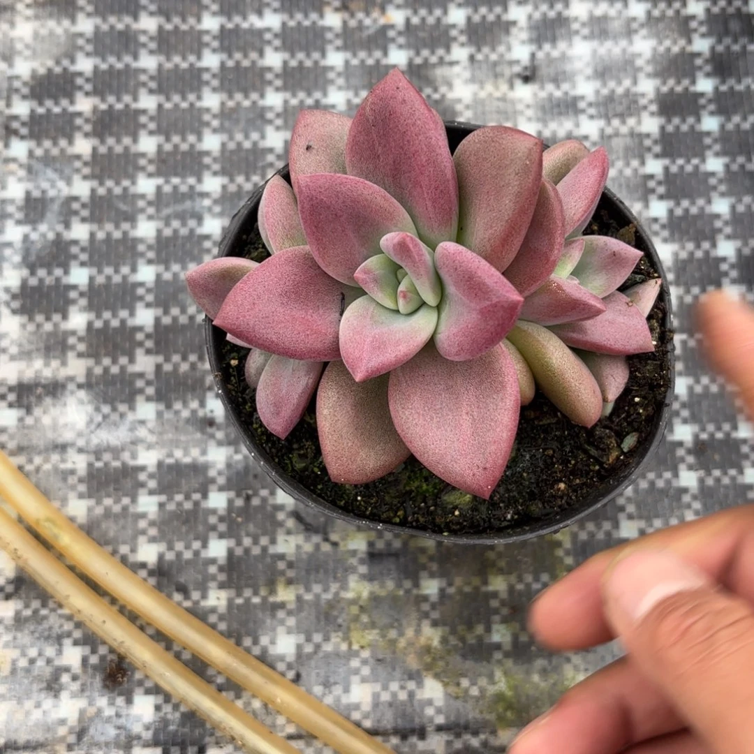 张***宝赫菲，多肉植物发货