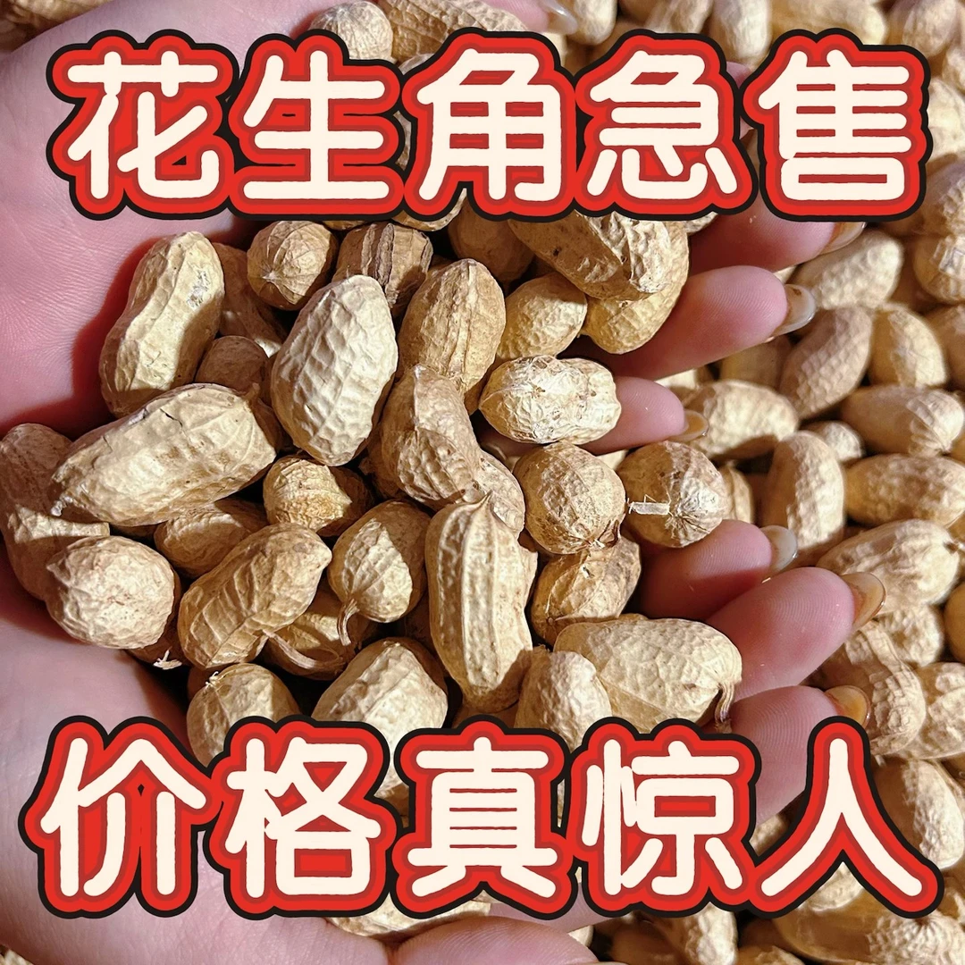 【批发价】新上市东北阜新大白沙生花生角新鲜干货农产品