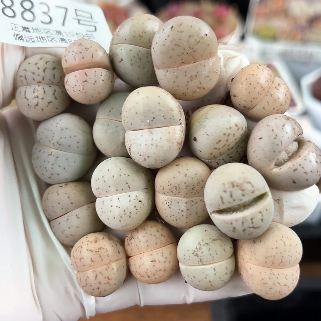 好养易活生石花大母本8837共18颗