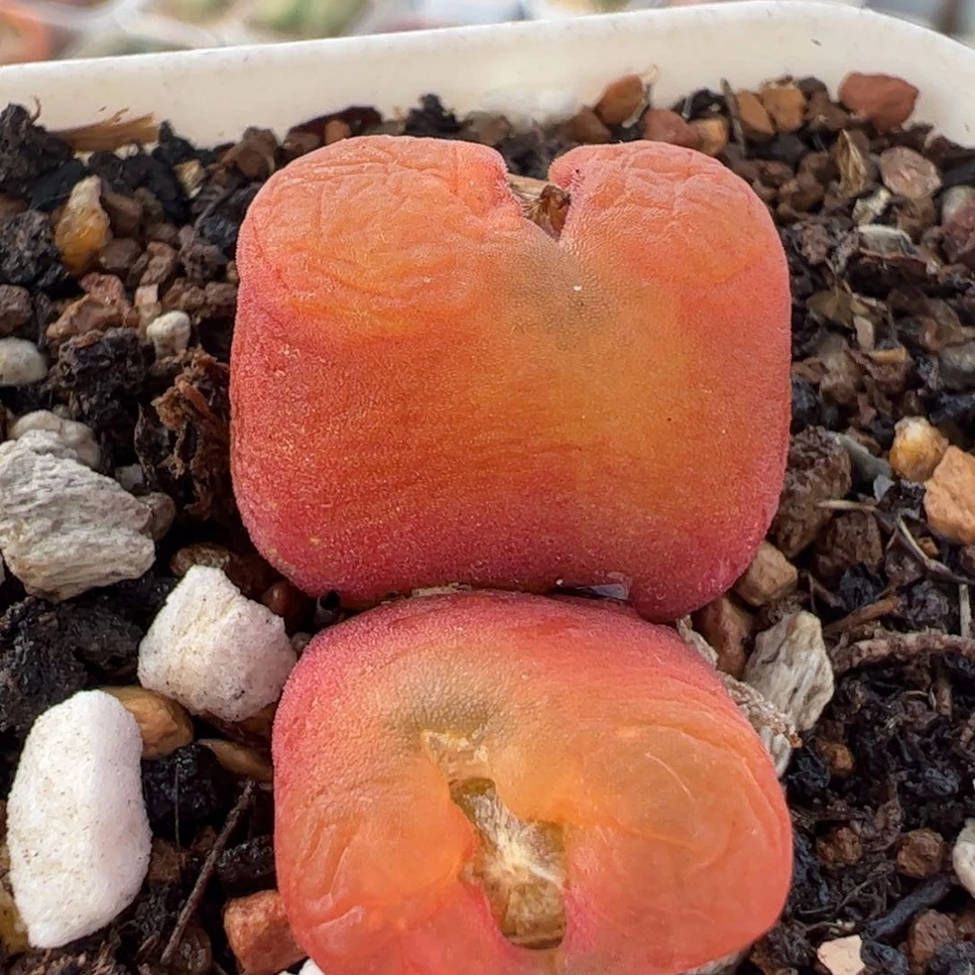 147多肉植物组合