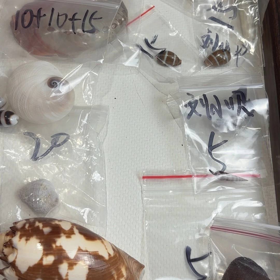 刘***鱼天然海螺批发市场