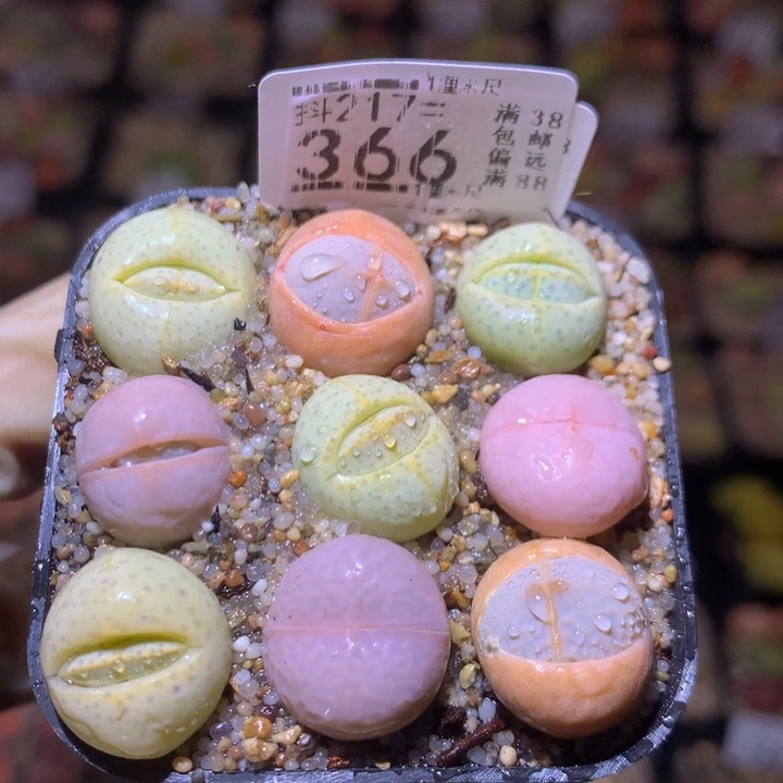 精品生石花217.366