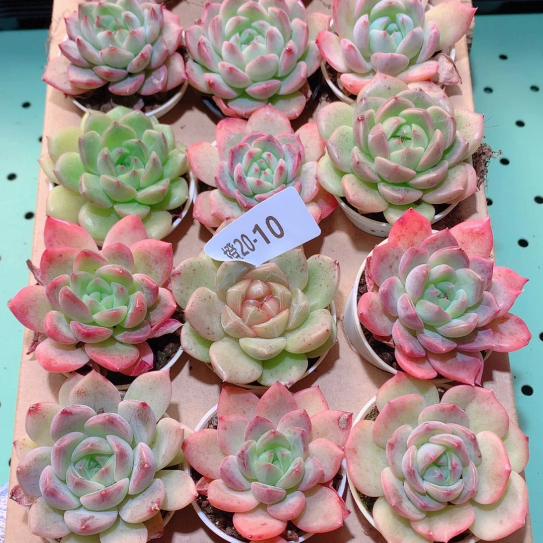 20-10一物一拍多肉带盆18颗