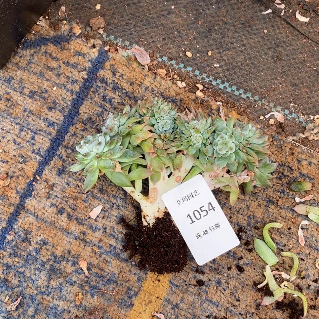 萝***莉冰魄缀化多肉多肉054