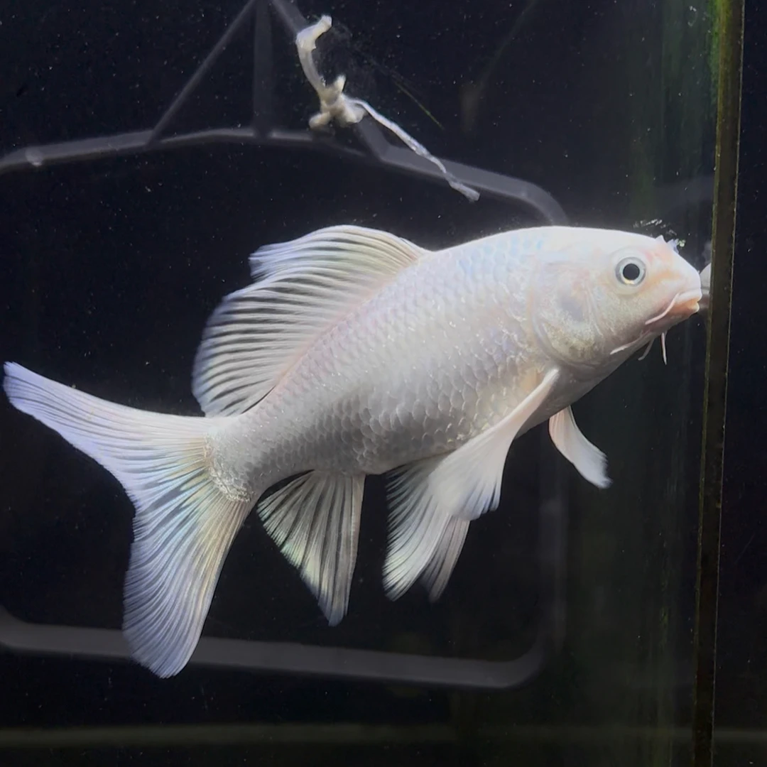 【凌骞水族】11号圆头鹰嘴顺背普身蝴蝶鲤15cm(单品单拍,链接对版)