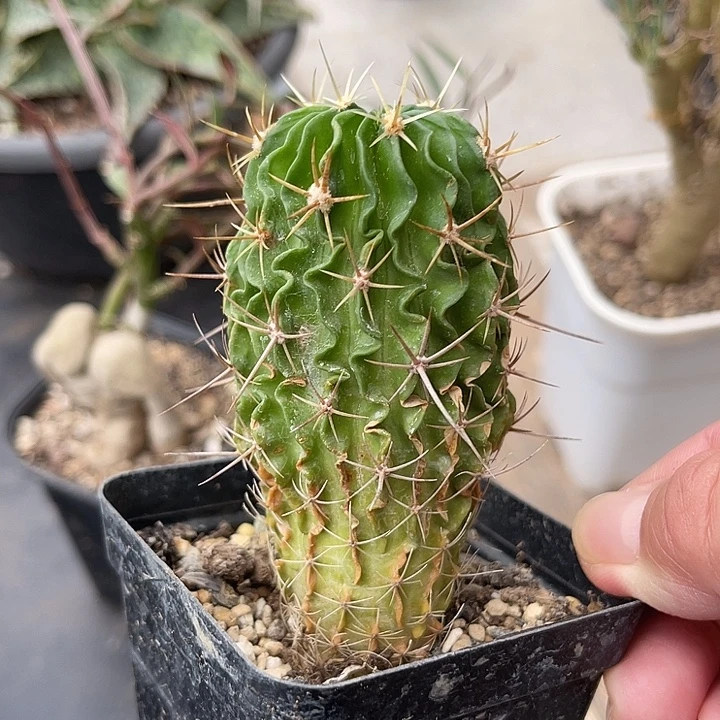 无花朵实生多棱玉一物一拍
