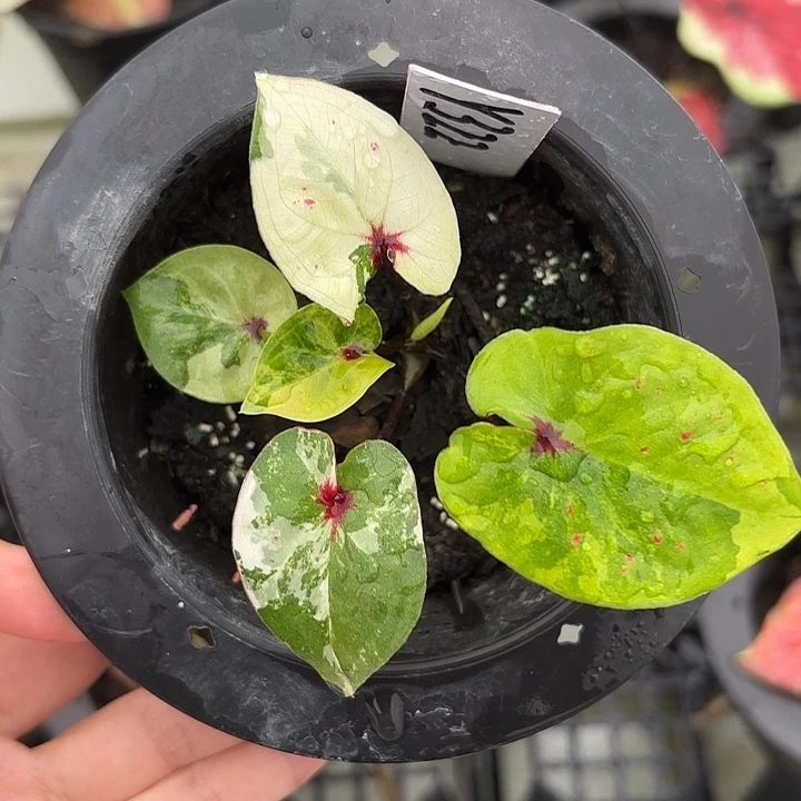 322-0221彩叶芋广东现货