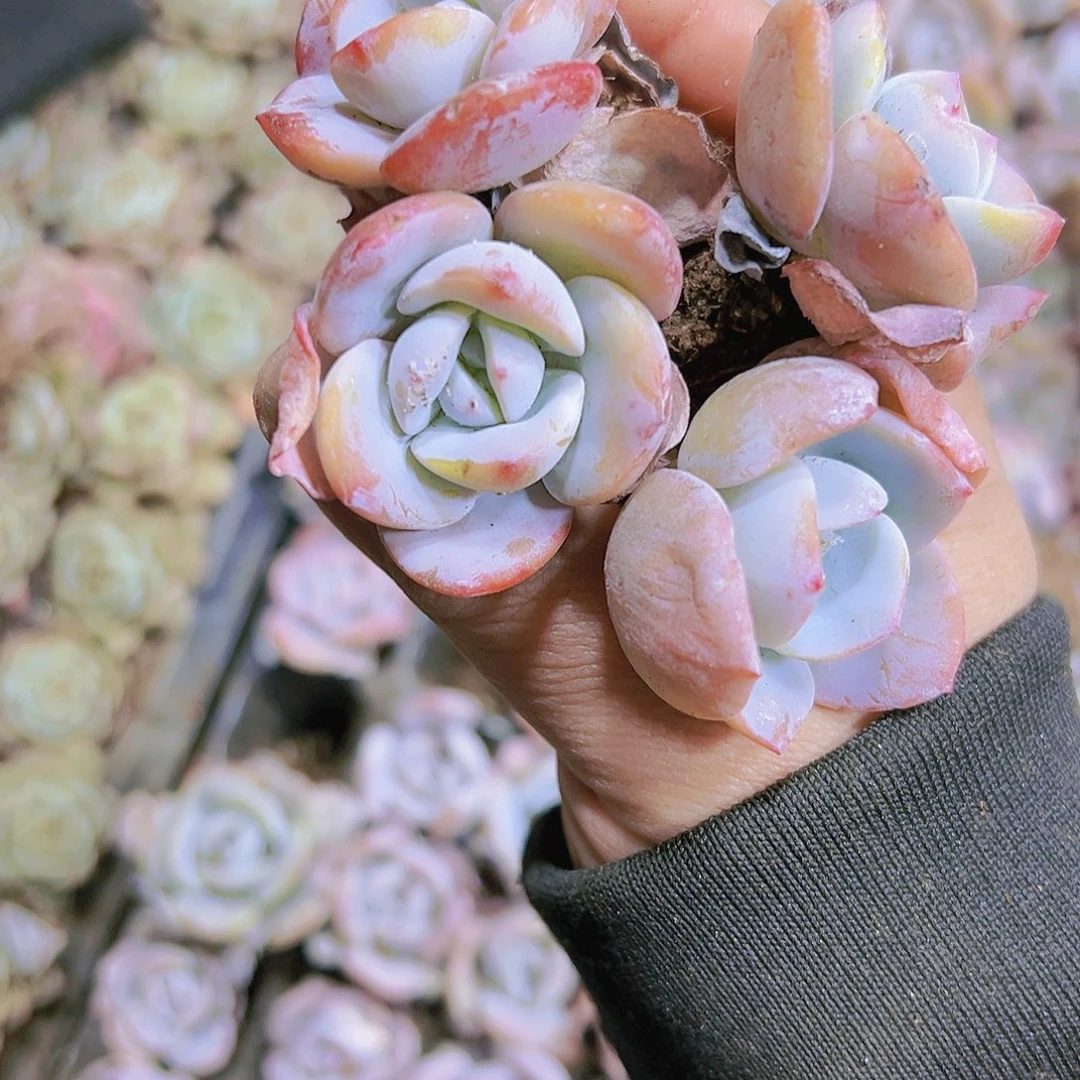 血盘老奶茶5个19包邮