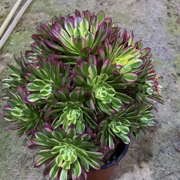 天河多肉植物166