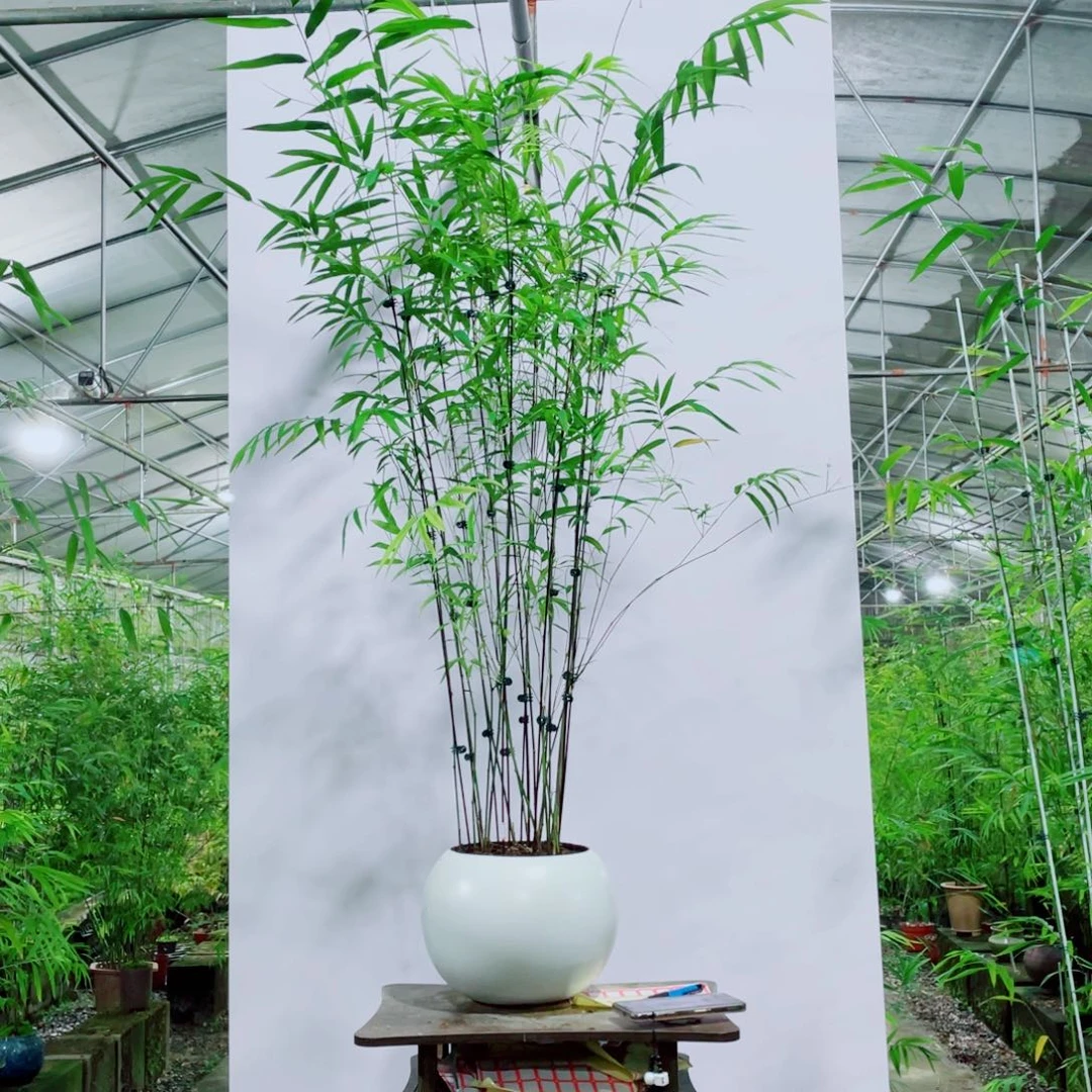 无花朵内门竹一物一拍