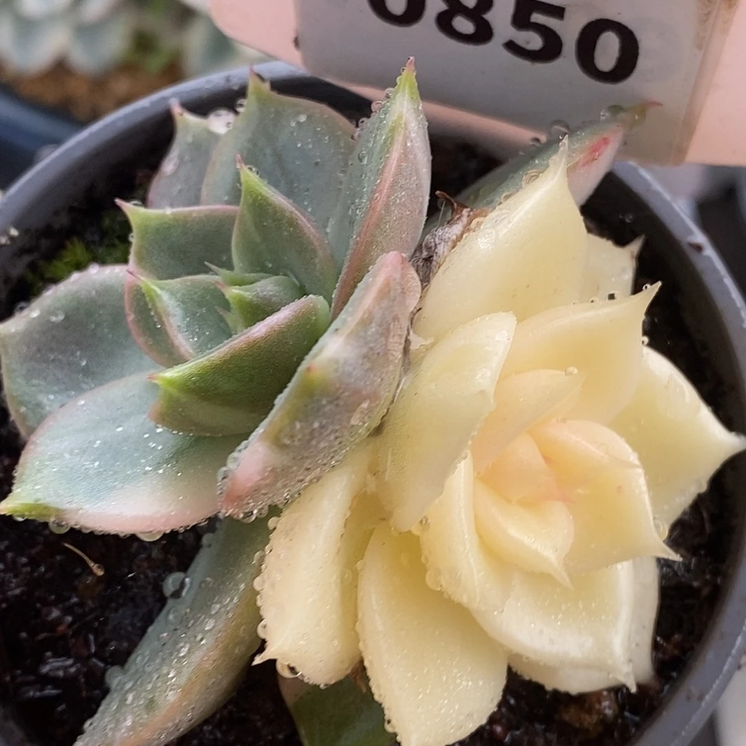 850双头次加尔湖哈哈哈哈