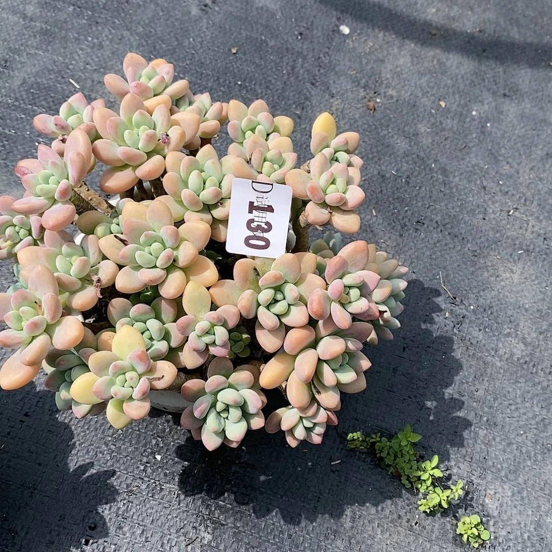 小*帽130洛神多肉植物