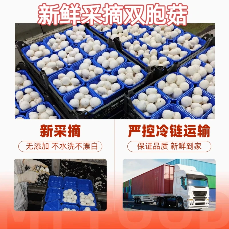新鲜口蘑现摘现发新鲜双孢菇白蘑菇山东美味蘑菇鲜炒火锅冷链直发