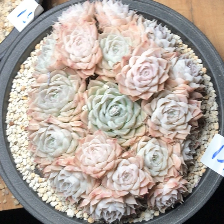 小****4153///-/////////////