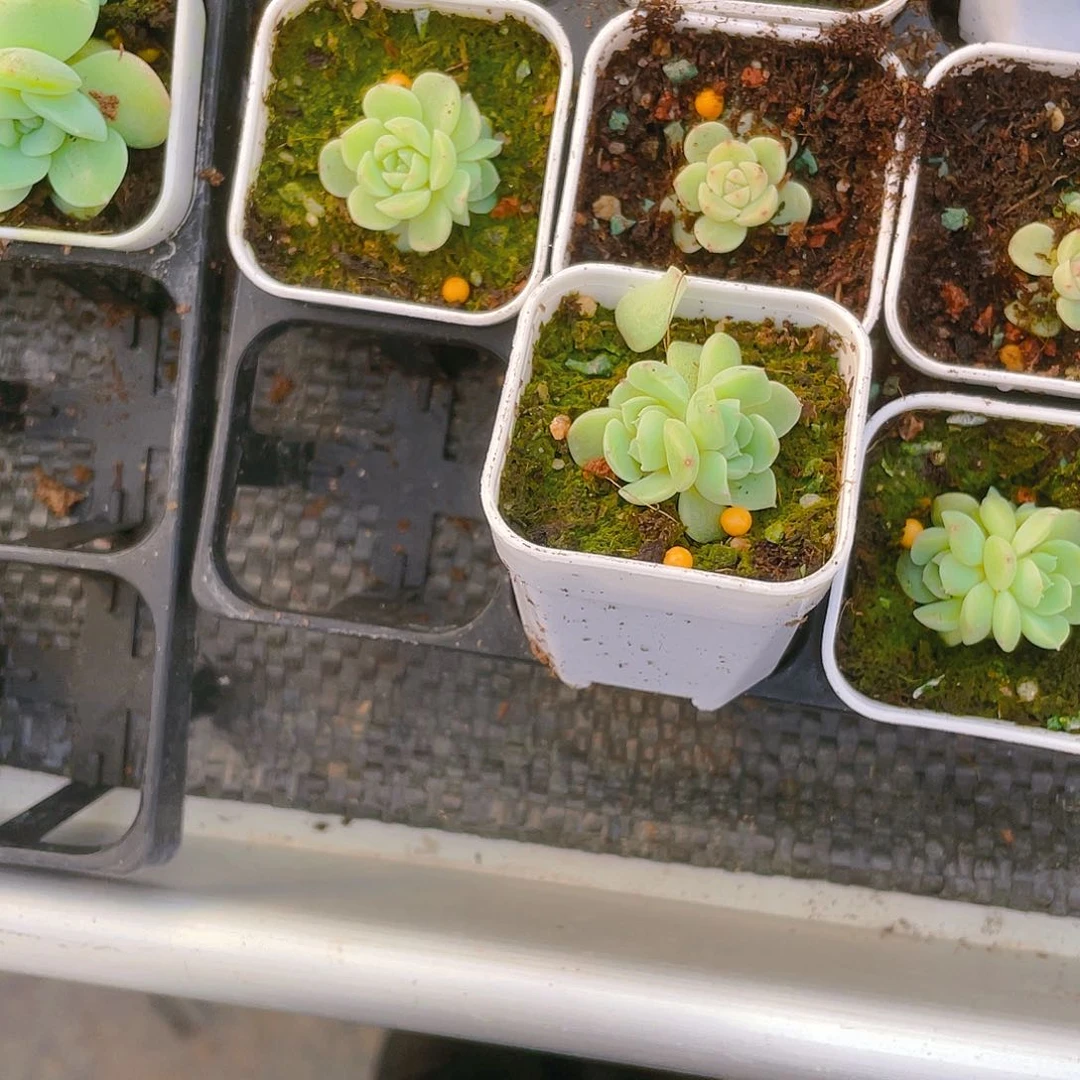 梨*纸鸢三头盆一个满25包邮