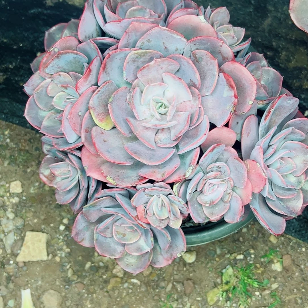 尘埃玫瑰，一物一拍