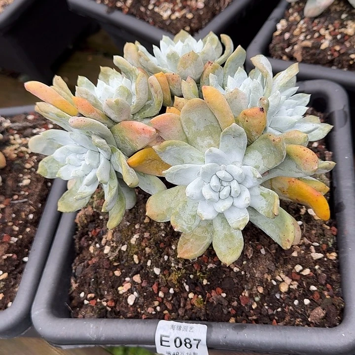 茶*拇指仙女杯多肉植物