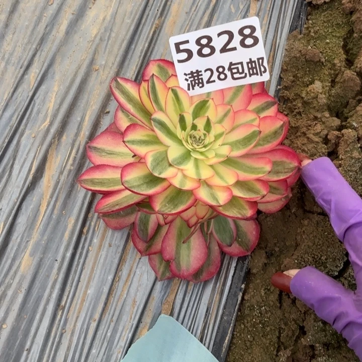 5828荔枝多肉一号棚J