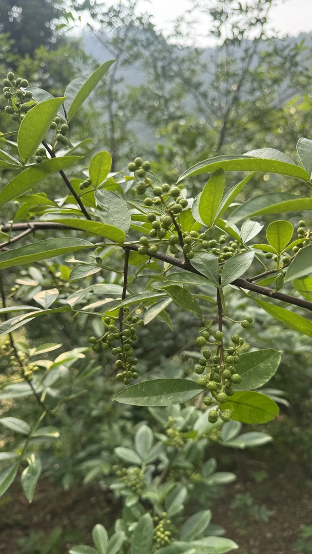 <麦谷山鲜青花椒>四川汉源 贡椒 麻椒 特香特麻散装初级农产品