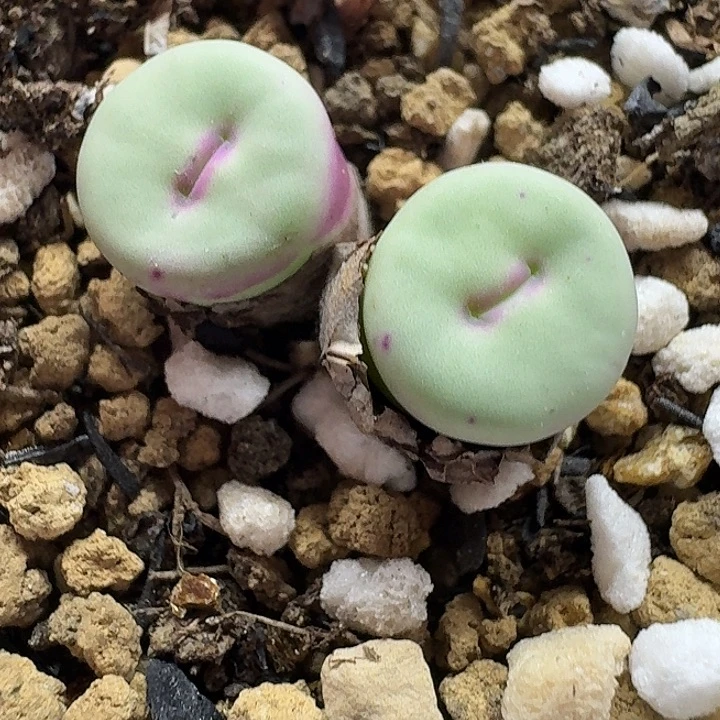 老马生石花双头p嘴2543