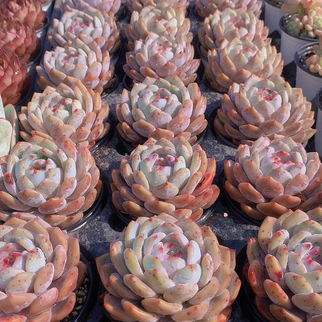 大天使橙234456789999900