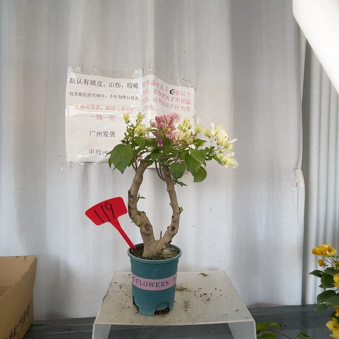 当前无花栽培后可以开花119广红樱小桩