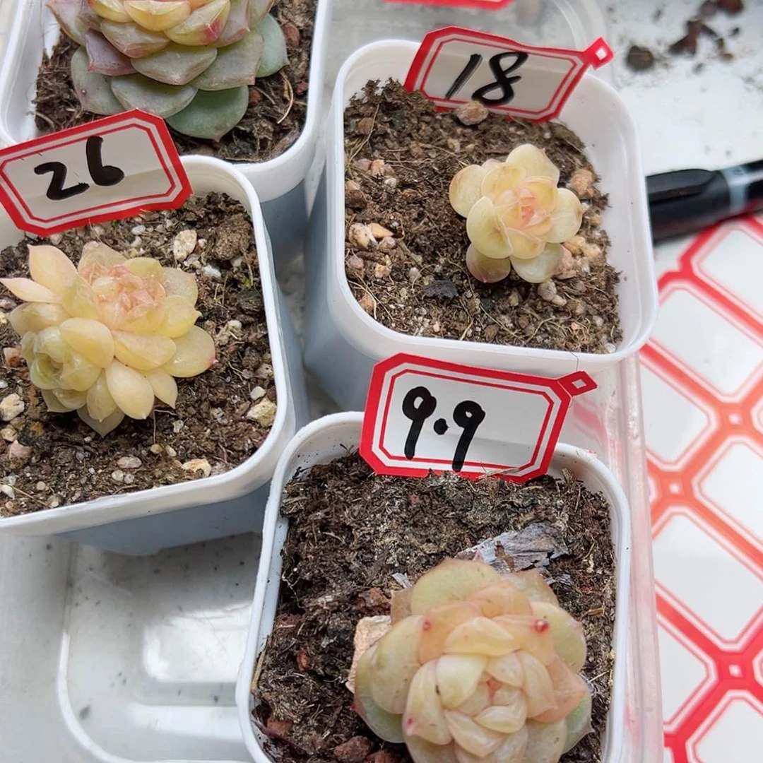 【闪购商品】梃853 4颗 星星星星