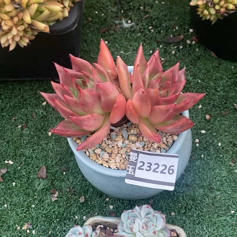 【闪购商品】 东云23226