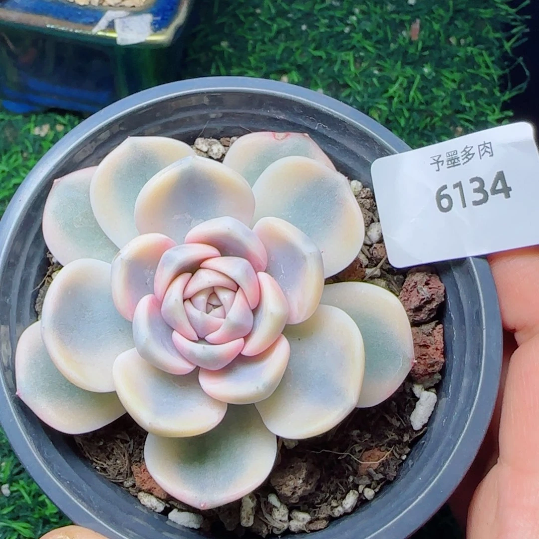 汉堡锦，6134多肉植物