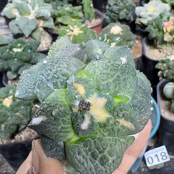 无花朵021苗接群头哥斯拉