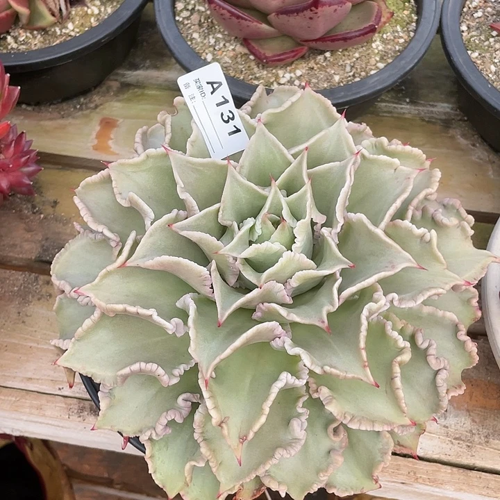 若如东云单拍A131