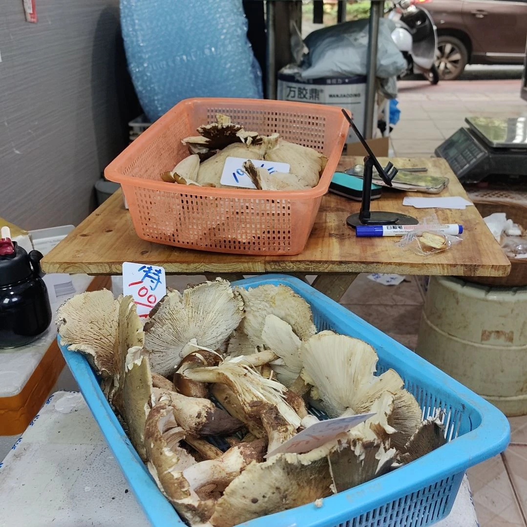 特价开伞不退不换（无虫）中国大陆