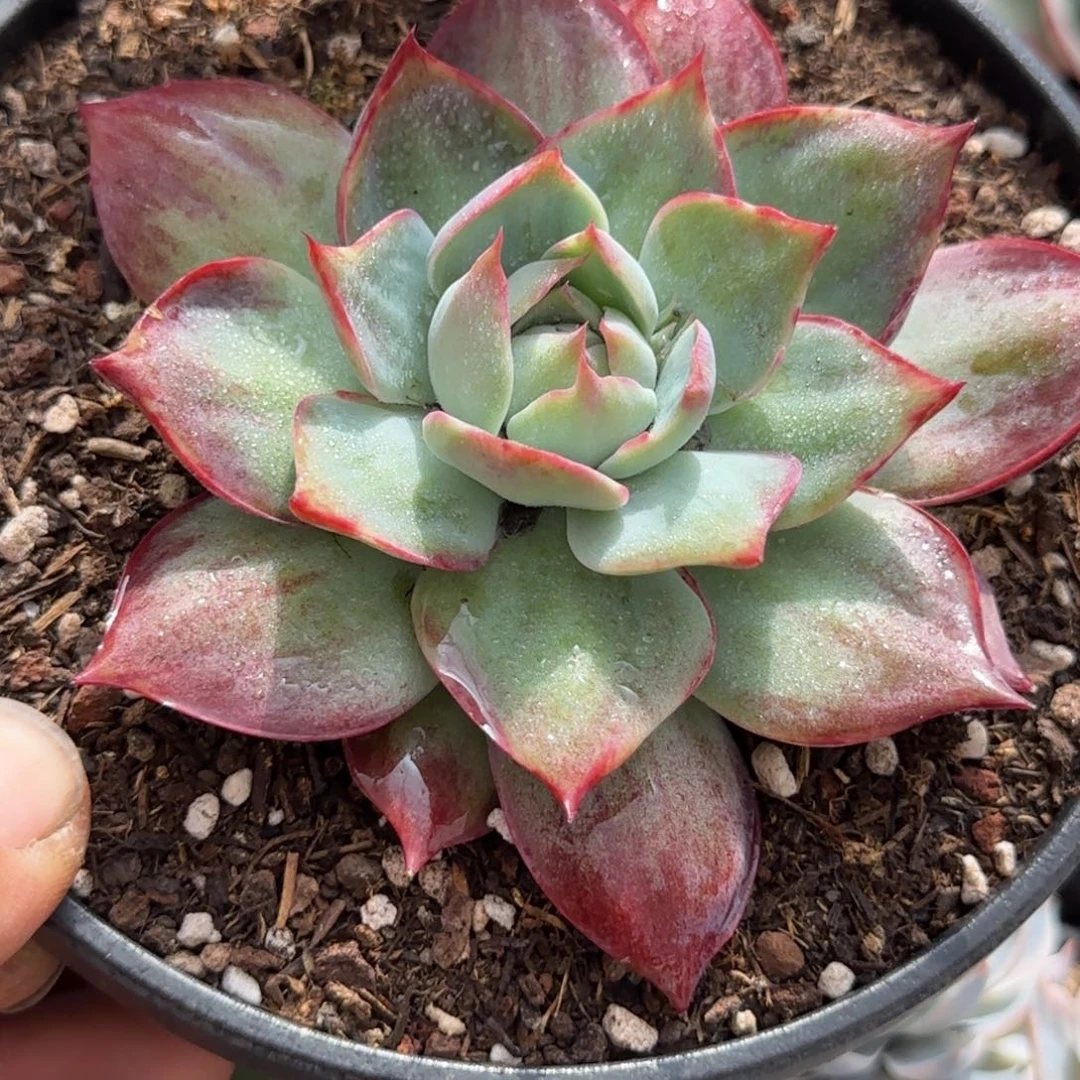 惊鸿一物一拍包装收缩花旱712