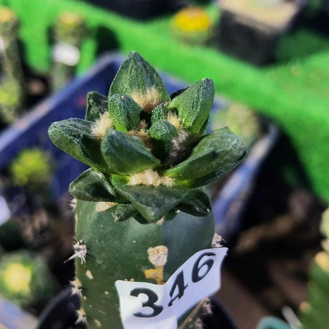 无花朵福利短尤龙角牡丹346