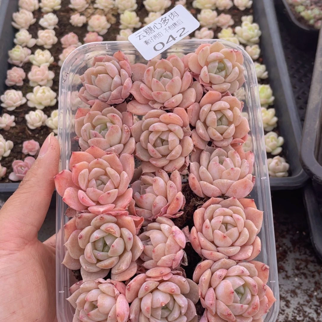 云糖心多肉植物42