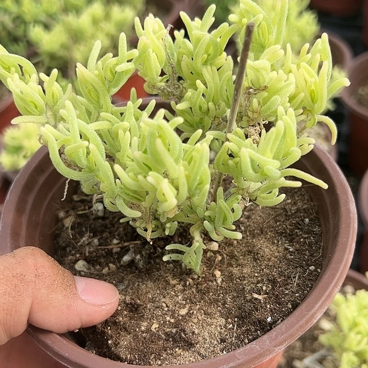 荧光图锦，120盆老庄修剪