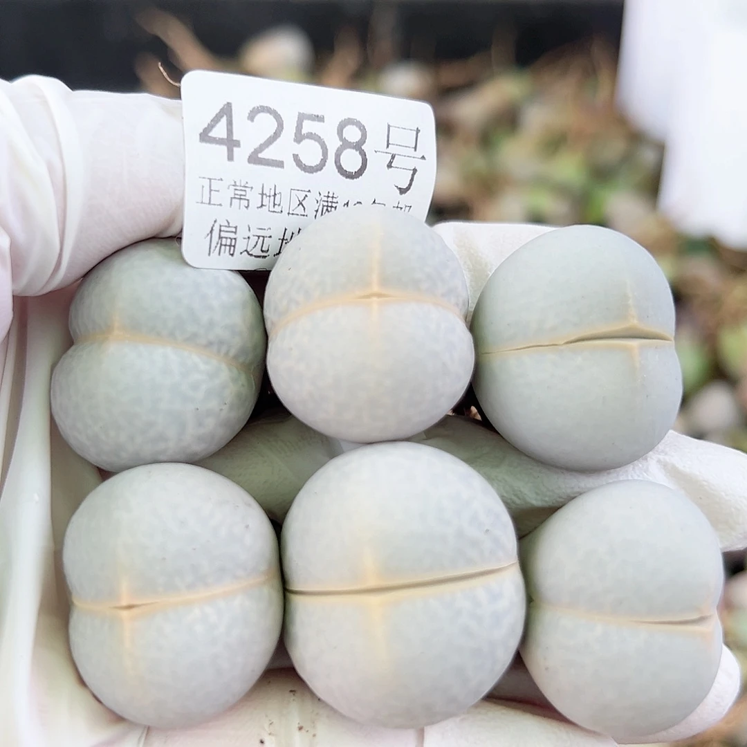 4258四年高尔夫6个2.5cm左右