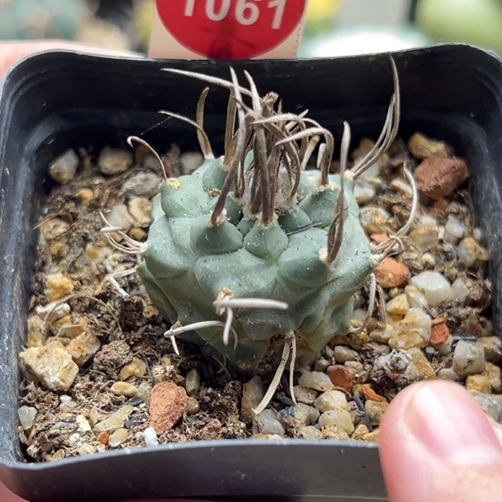 实生碳刺老娇丽根部有斑3cm