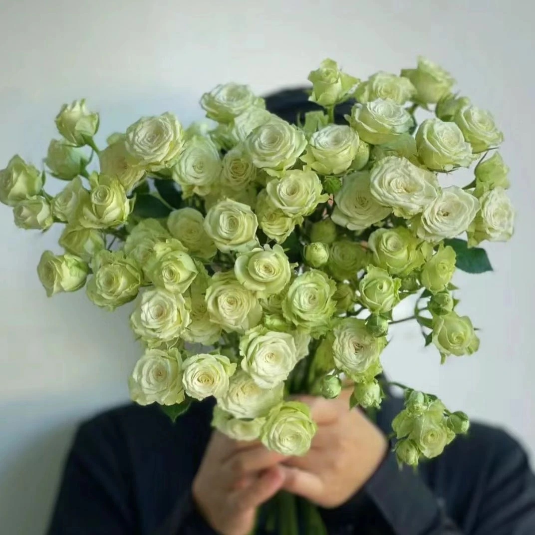 【盼盼鲜花】繁星泡泡玫瑰 鲜花两单起包邮 云南鲜花