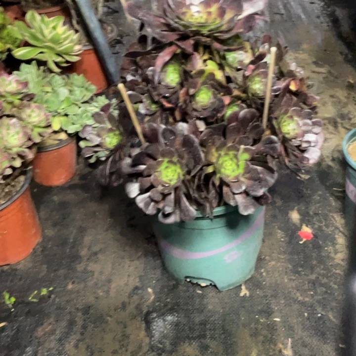 63黑萝莉多肉多肉植物多肉植物