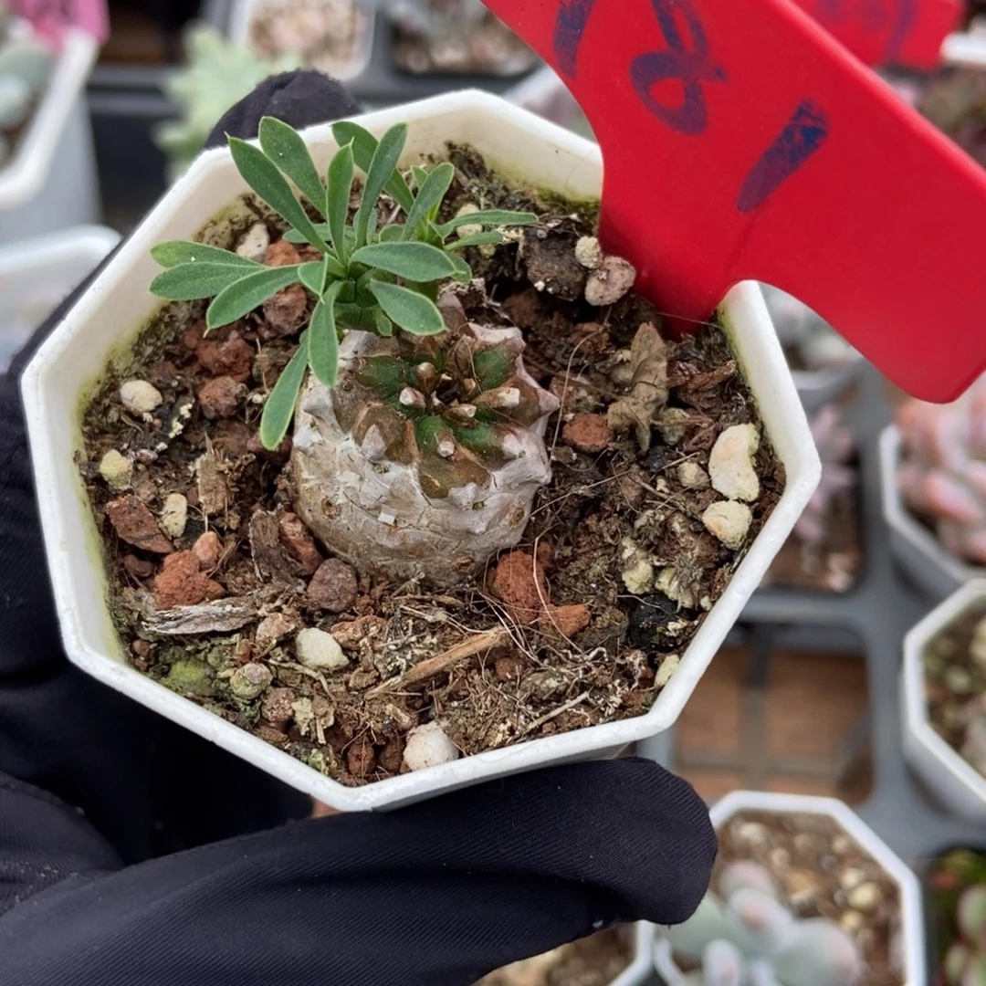 981断崖女王多肉植物