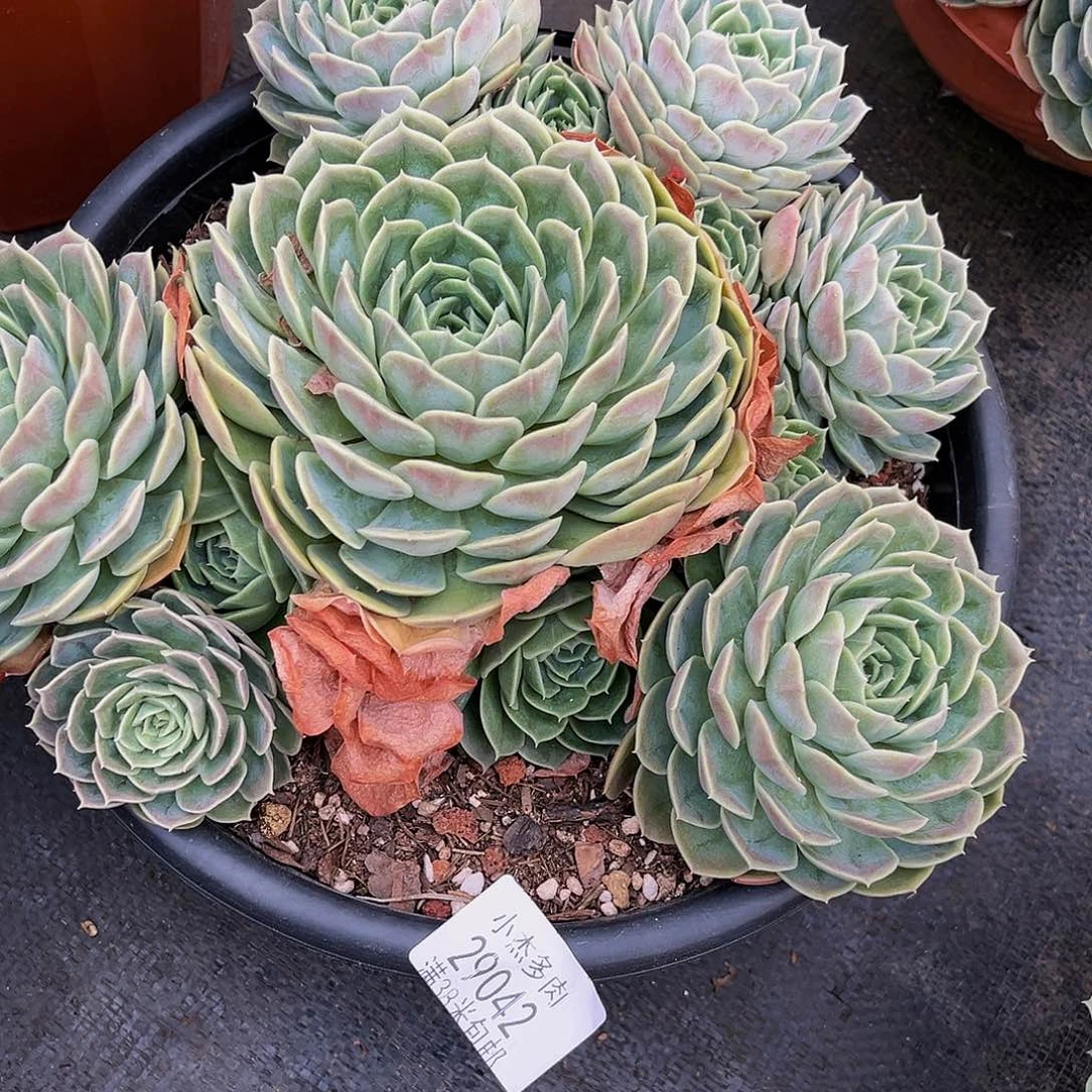 用****5昂丝诺29042