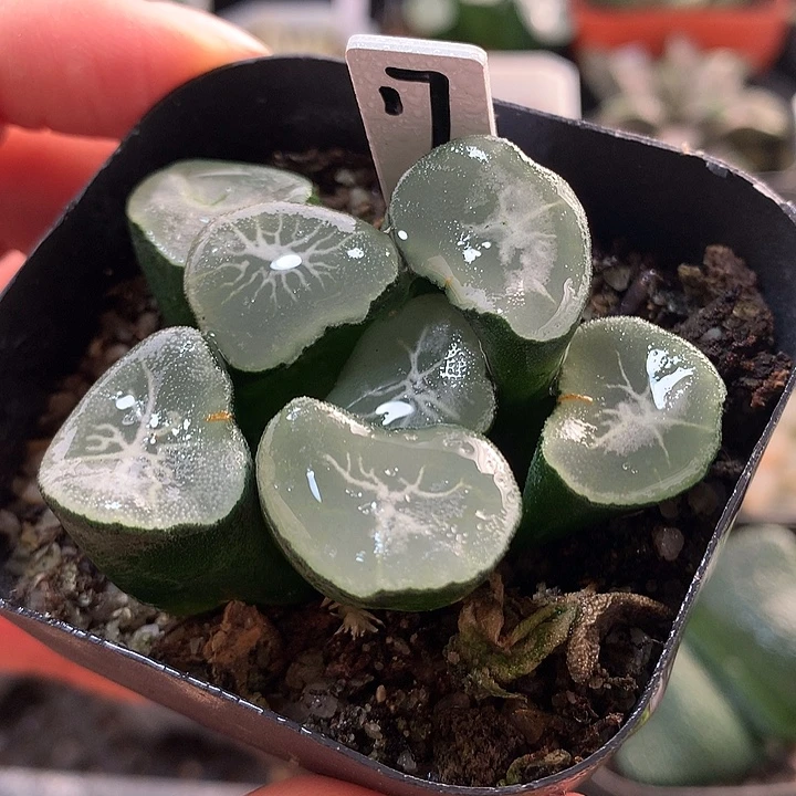 17望乡万象一物一拍