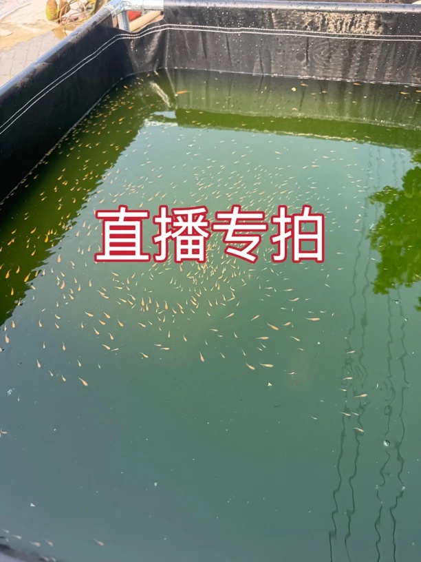 直播间一物一拍专拍观背青鳉无需加温打氧