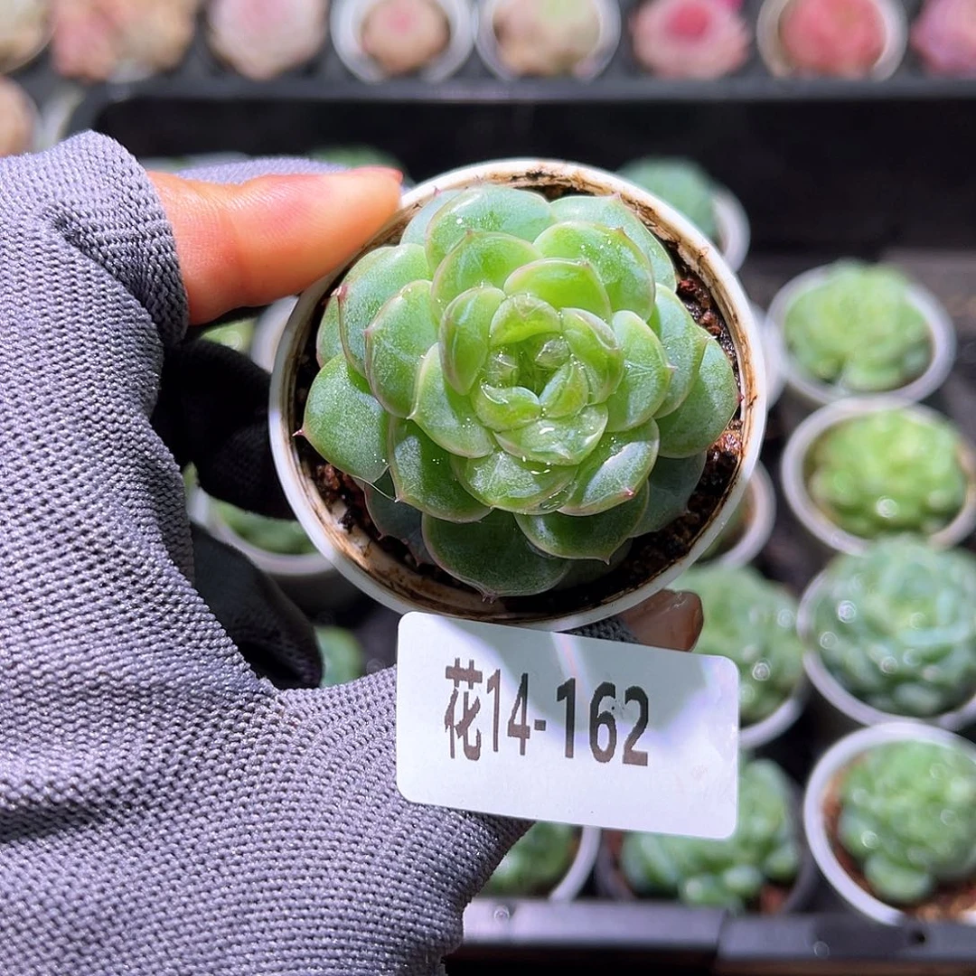 花14-162朝露单头