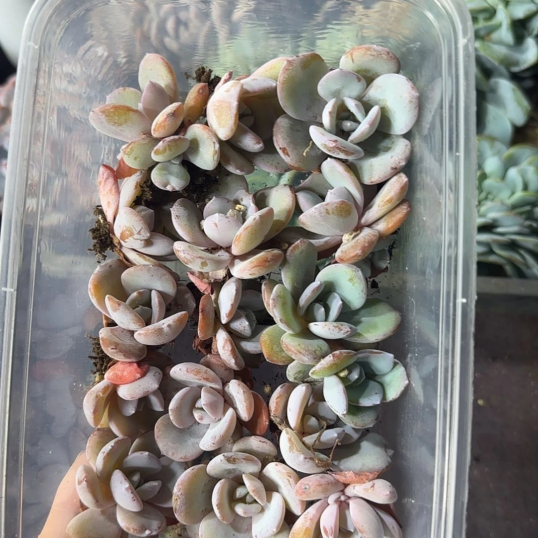 韩版奶茶15颗一物一拍