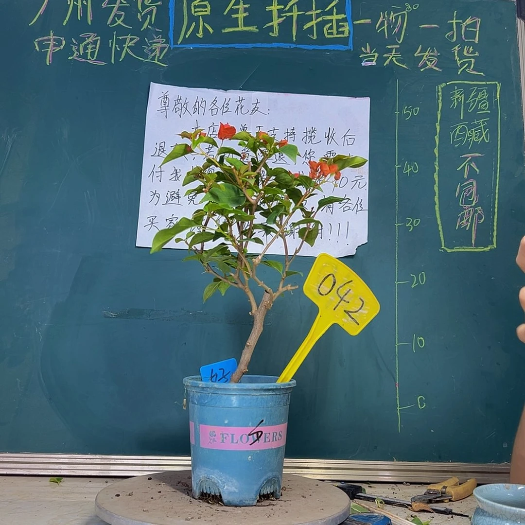 当前无花栽培后可以开花  暗斑夕阳红  042