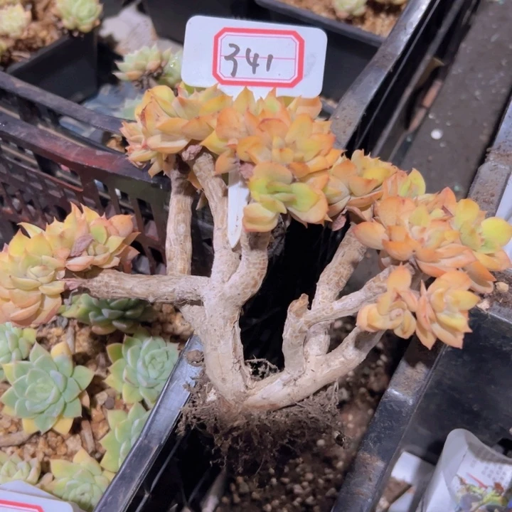 笑***迷341老桩白雪公主精控微瑕29