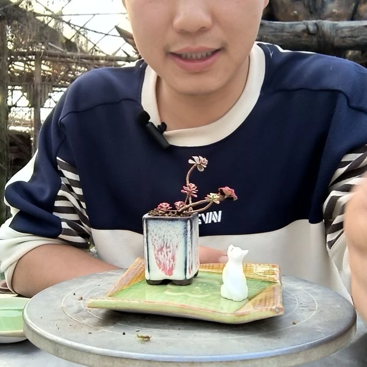 领*小盆景小植物一物一拍171