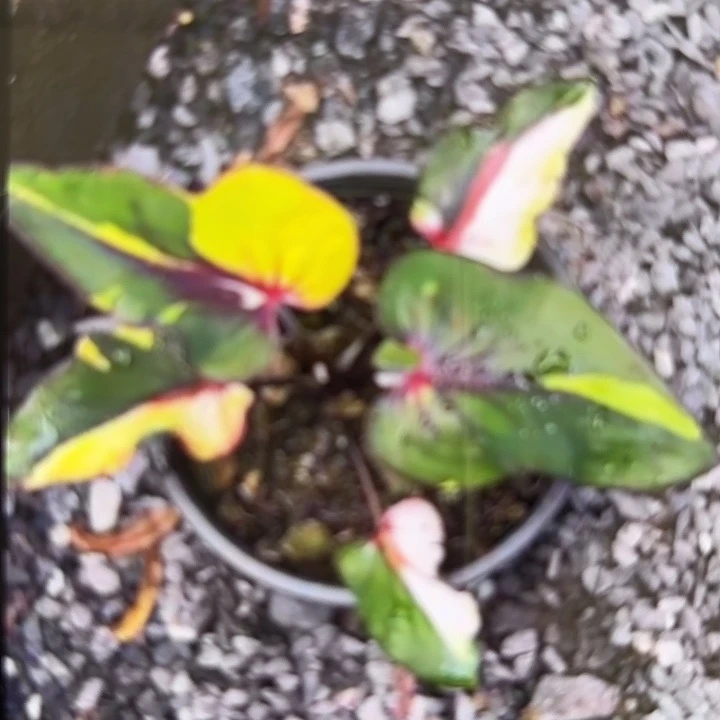 14-0218彩叶芋泰国发货